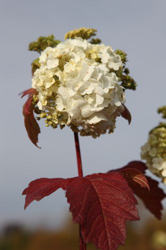 [VIOROSEU] Viburnum opulus 'Roseum'