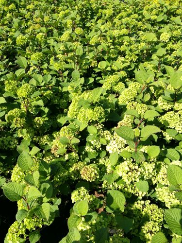 [VIPGRAND] Viburnum plicatum 'Grandiflorum'