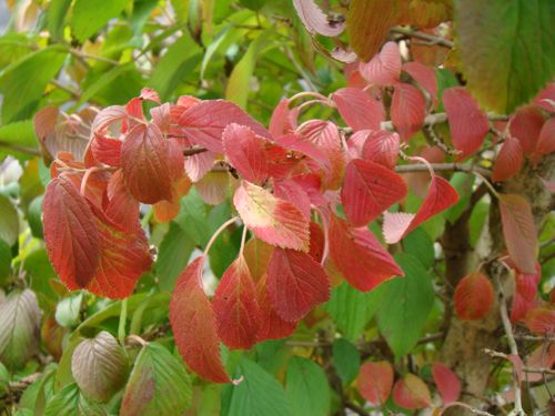 [VIPKILIM] Viburnum plicatum KILIMANDJARO (PBR)
