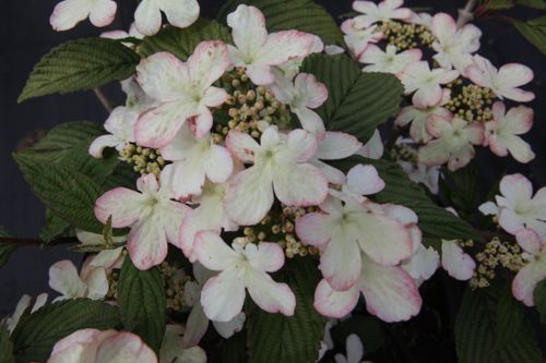 [VIPKSUNR] Viburnum plicatum KILIMANDJARO SUNRISE (PBR)