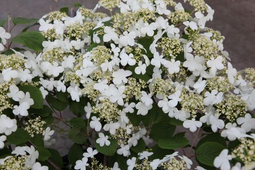 [VIPMARIE] Viburnum plicatum 'Mariesii'