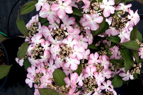 [VIPMSCHR] Viburnum plicatum 'Molly Schroeder'