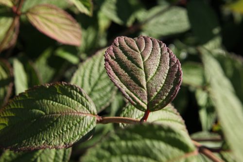 [VIPPBEAU] Viburnum plicatum 'Pink Beauty'