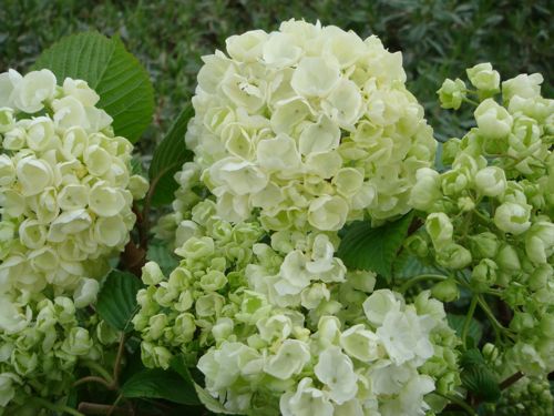 [VIPPOPCO] Viburnum plicatum 'Popcorn'
