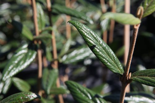 [VIPRAGEN] Viburnum 'Pragense'