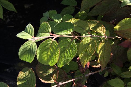 [VIPSHAST] Viburnum plicatum 'Shasta'