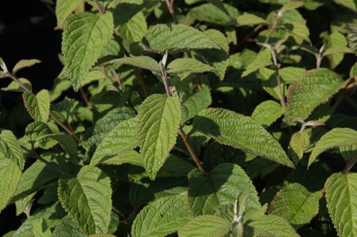 [VIPTOMEN] Viburnum plicatum tomentosum