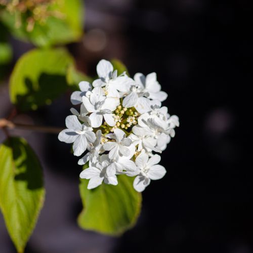 [VIPWATAN] Viburnum plicatum 'Watanabe'