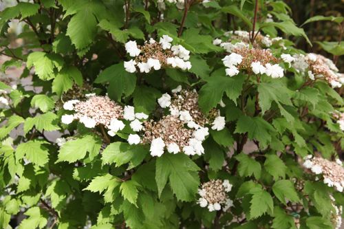 [VISONOND] Viburnum sargentii 'Onondaga'