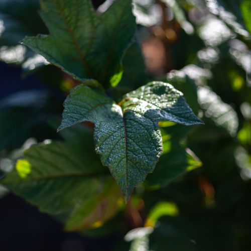 [VITBCOMP] Viburnum trilobum 'Bailey Compact®'
