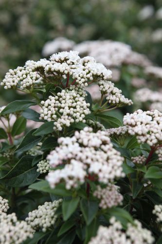[VITEPRIC] Viburnum tinus 'Eve Price'