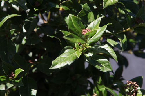 [VITINUS] Viburnum tinus