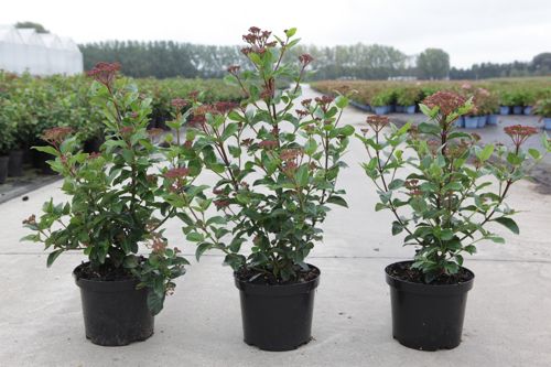 [VITLISAR] Viburnum tinus 'Lisarose' (PBR)