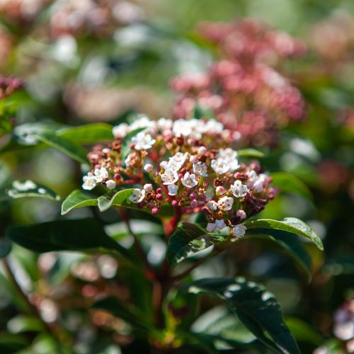 [VITSPIRI] Viburnum tinus SPIRIT (PBR)