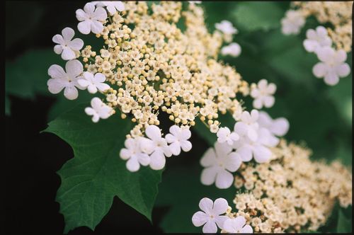 [VITWENTW] Viburnum trilobum 'Wentworth®'