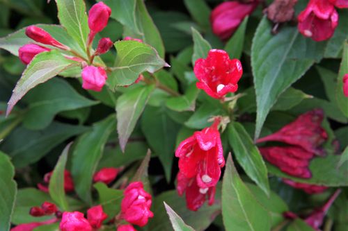[WEASRED] Weigela ALL SUMMER® RED (PBR)