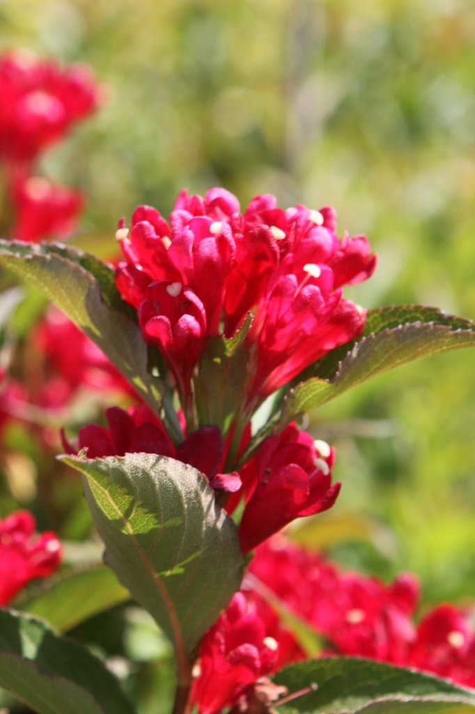 [WEASRED] Weigela ALL SUMMER® RED (PBR)
