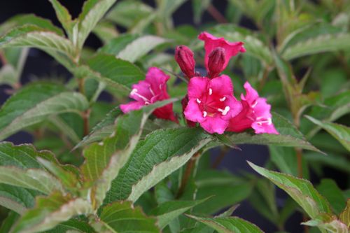 [WEBRUBY] Weigela 'Bristol Ruby'