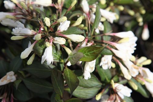 [WEBWHITE] Weigela BLACK AND WHITE (PBR)