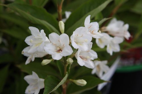 [WECANDID] Weigela 'Candida'