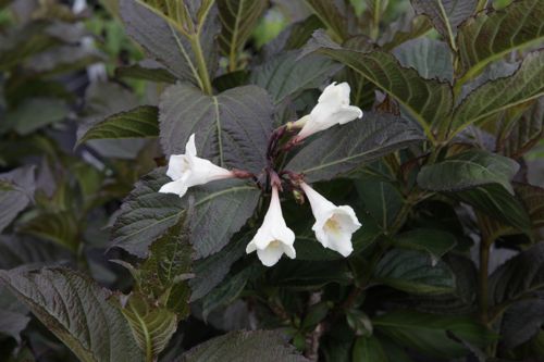 [WEFEIVOR] Weigela florida EBONY AND IVORY (PBR)