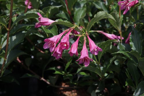 [WEFKOREA] Weigela florida 'Korea'