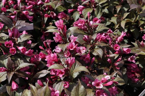 [WEFMBLAC] Weigela florida MINOR BLACK (PBR)