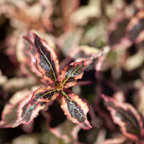 [WEFMONET] Weigela florida MONET (PBR)