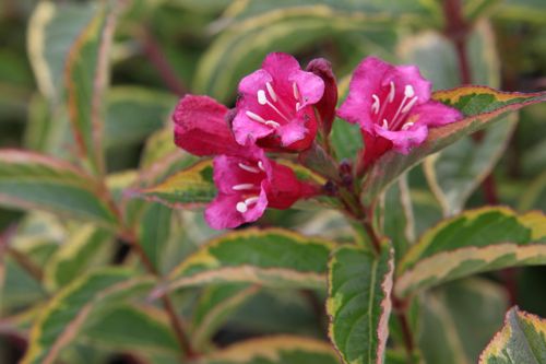 [WEFMROUG] Weigela florida MOULIN ROUGE (PBR)