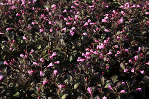 [WEFNPURP] Weigela florida 'Nana Purpurea'