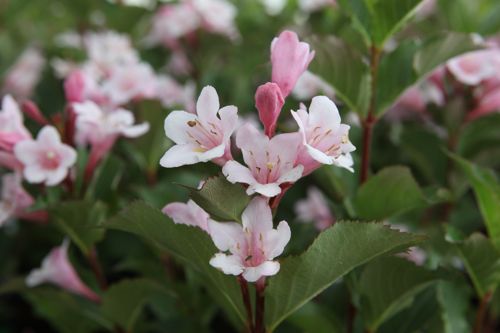 [WEFPOLKA] Weigela florida 'Polka'