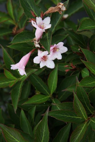 [WEFPPOPP] Weigela florida PINK POPPET (PBR)