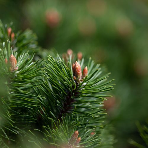[PIMMUMPI] Pinus mugo 'Mumpitz'