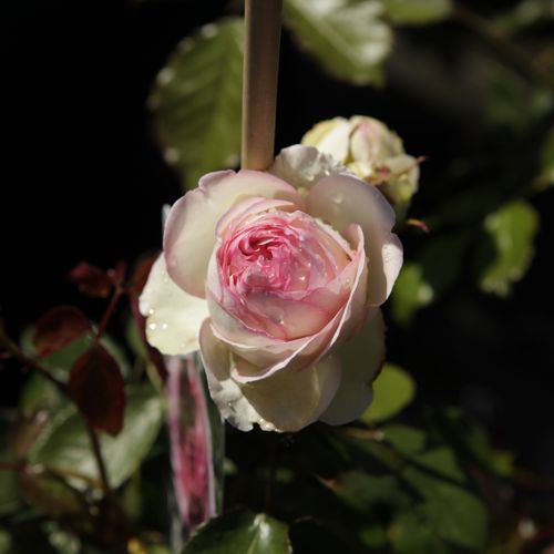 [ROCSPRY] Rosa (K) 'Constance Spry'