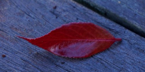 [LEALFLAM] Leucothoe axillaris 'Little Flames' (PBR)