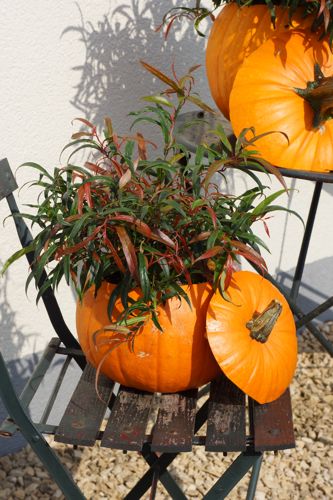 [LEKHALLO] Leucothoe keiskei HALLOWEEN (PBR)