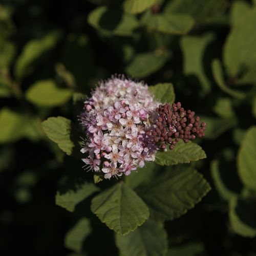 [SPBPSPAR] Spiraea betulifolia PINK SPARKLER (PBR)