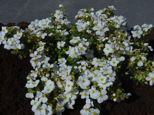 [POFBBIAN] Potentilla fruticosa BELLA BIANCA (PBR)