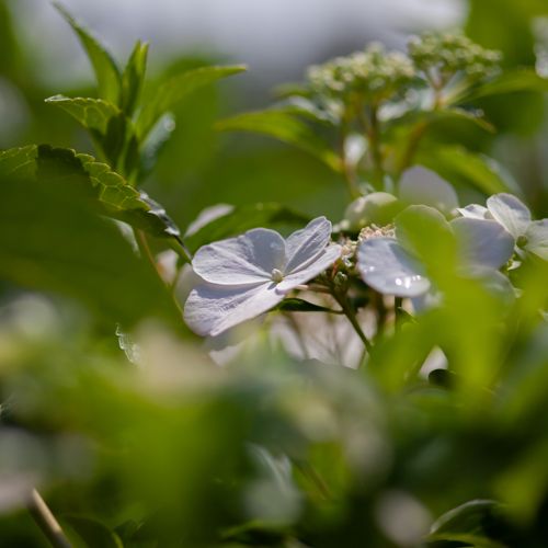 [HYRBRIDE] Hydrangea RUNAWAY BRIDE® (PBR)
