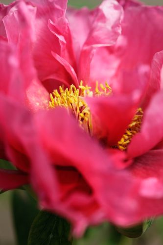 [PASRYJIN] Paeonia suffruticosa 'Ri Yue Jin'