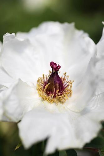 [PASXYU] Paeonia suffruticosa 'Xiang Yu'