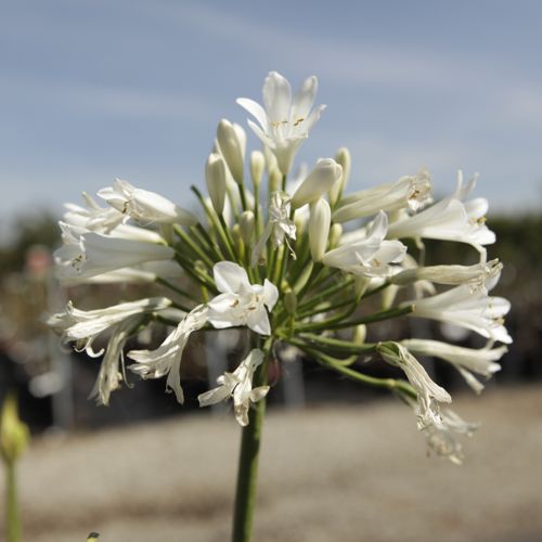 [AGMCASA] Agapanthus MI CASA (PBR)