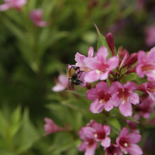[WEPROSA] Weigela Picobella® ROSA (PBR)