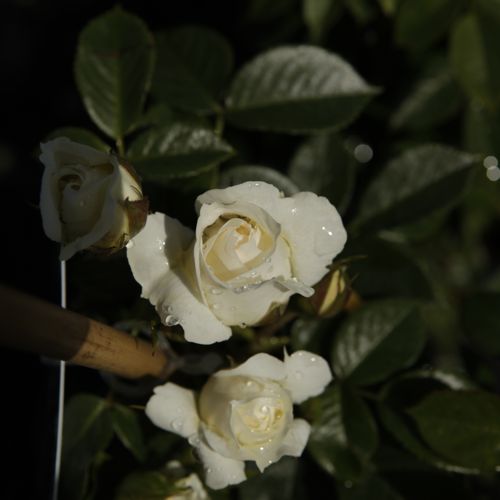[ROMJMMAI] Rosa 'Mon Jardin & Ma Maison®'