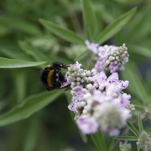 [VIACPPIN] Vitex agnus-castus 'Pink Pinnacle'