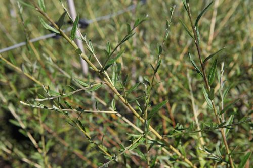 [BUALTERN] Buddleja alternifolia