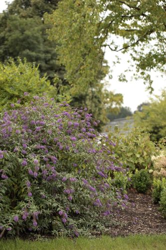 [BUAVELVE] Buddleja ARGUS® VELVET (PBR)