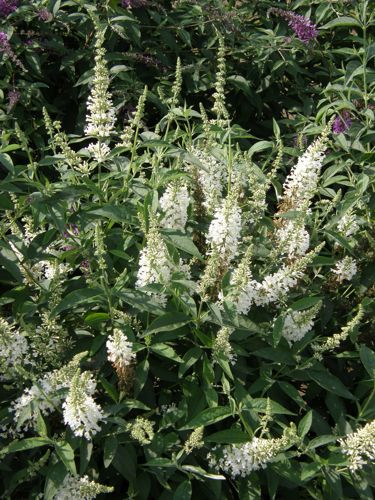 [BUAWHITE] Buddleja ARGUS® WHITE (PBR)