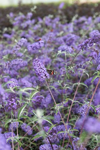 BUDNBLUE
