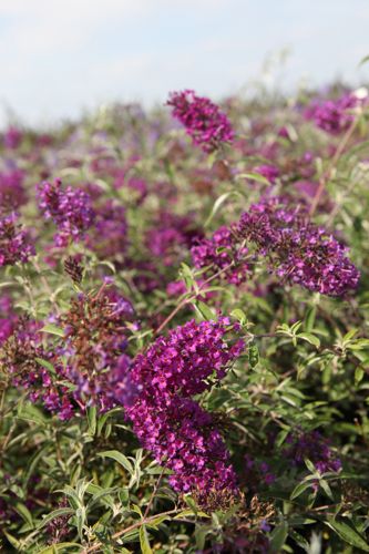 [BUDNPURP] Buddleja davidii 'Nanho Purple'